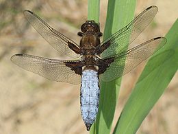 Plokščioji skėtė (Libellula depressa), patinas