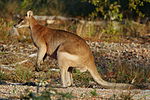 Miniatura para Macropus agilis