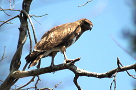 Madagaskarbuizerd (Buteo brachypterus)