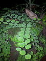 Maidenhair on shaded rocky bricks in Bangladesh