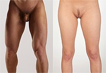 Comparaison des cuisses masculines et féminines.