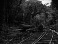 Langholztransport mit von Pferden gezogenen Loren im Akatarawa Bush, Hutt Valley, 1912–1916