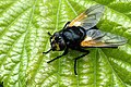 Middagsflege (Mesembrina meridiana)