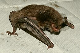 Vandeninis pelėausis (Myotis daubentonii)