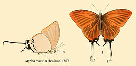 Cheritra orpheus