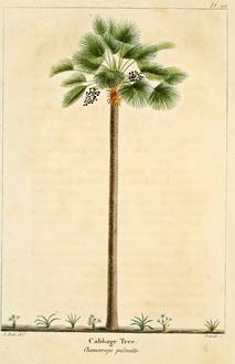 Illustration du Sabal palmetto (1819).