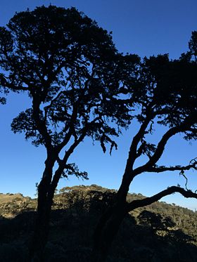 Nat Ma Taung, Mount Victoria between the trees.JPG