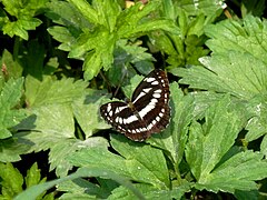 Зеброва пеперуда, заснета в резервата Сребърна