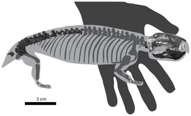 Скелетная реконструкция Niassodon mfumukasi (ML1620). Найденный материал выделен.