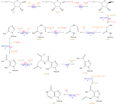 The synthesis of IMP. Nucleotides syn1.svg