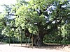 Самое старое дерево в парке Шервудский лес.JPG