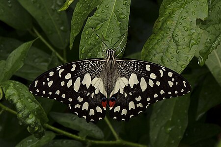 Dorsal view