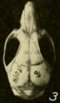 Oryzomys talamancae dorsal.png