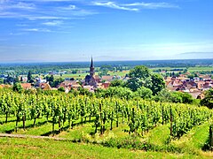 Vignoble d'Alsace de Soultz-Haut-Rhin.