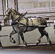 Percheron3.jpg