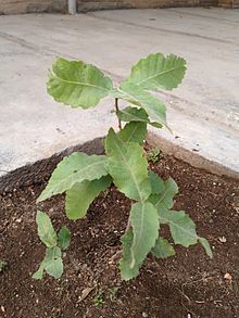 Дуб персидский-Quercus brantii 2.JPG