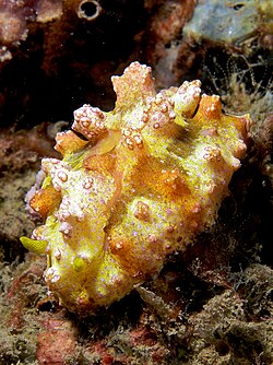 Phyllidiopsis cardinalis (Nudibranch) Timor.jpg