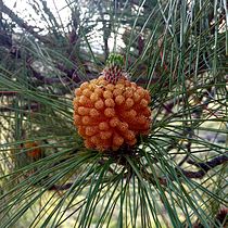 A cluster of mature male cones of a Pinus canariensis in Gran Canaria