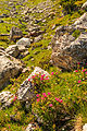 pěnišník chlupatý Rhododendron hirsutum nebo pěnišník rezavý Rhododendron ferrugineum (podle této fotky nelze rozlišit) - VZ