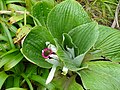 Um híbrido entre Pleurophyllum hookeri e Pleurophyllum speciosum