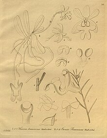 Ponera juncifolia (as Hexisea tenuissima) - Oeonia brauniana - Xenia 3 pl 300.jpg