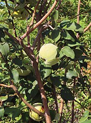 Quince on tree at Mission Garden