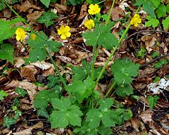 Description de l'image Ranunculus lanuginosus PID1800-2.jpg.