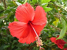 The flower is the angiosperm's reproductive organ. This Hibiscus flower is hermaphroditic, and it contains stamen and pistils. Red Hibiscus in Chennai during Spring.JPG