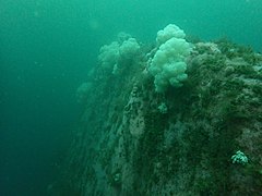 Ridge crest with white cauliflower soft corals on the south-east side of the cross gully.