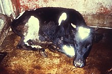 A cow with rinderpest in the "milk fever" position, 1982. The last confirmed case of rinderpest occurred in Kenya in 2001, and the disease was officially declared eradicated in 2011. Rinderpest milk fever.jpg
