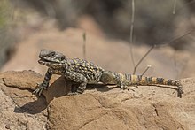 Roughtail rock agama (Stellagama stellio brachydactyla).jpg