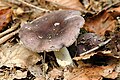 Russula.amoena