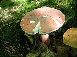 Russula queletii vh3. jpg