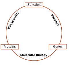    http://upload.wikimedia.org/wikipedia/commons/thumb/2/25/Schematic_relationship_between_biochemistry%2C_genetics_and_molecular_biology.svg/250px-Schematic_relationship_between_biochemistry%2C_genetics_and_molecular_biology.svg.png                                                             