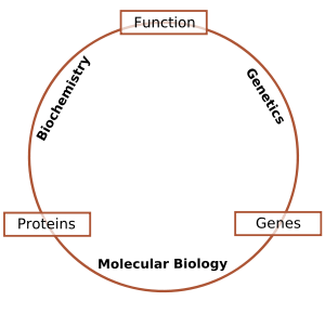 Schematic relationship between biochemistry, g...