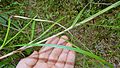 Feuilles coupantes de Scleria secans