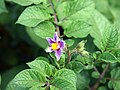 Solanum tuberosum Cheyenne (04) .jpg