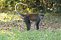 Napfarkú cerkóf (Cercopithecus solatus)