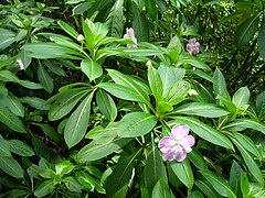 Impatiens sodenii