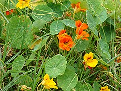 Starr 070308-5488 Tropaeolum majus