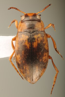 Sternopriscus tarsalis