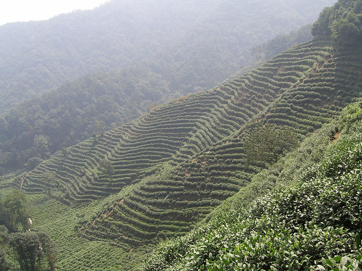 Tea plantation in hangzhou.JPG