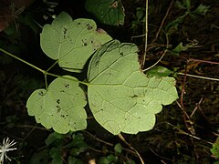 小葉に小葉柄がある。葉の裏面は粉白色を帯び、裏面に葉脈が隆起する。