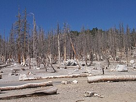 Carbon dioxide has killed a large area of trees