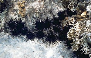 Diadema antillarium (black spiny Caribbean sea...