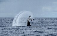 Humpback whale tail-slapping