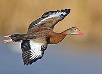 Whistling duck flight02 - natures pics-edit1.jpg
