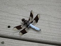 Whitetail dragonfly in 2017