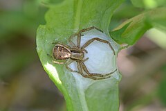 Description de l'image Xysticus ulmi (Malancourt 15).JPG.