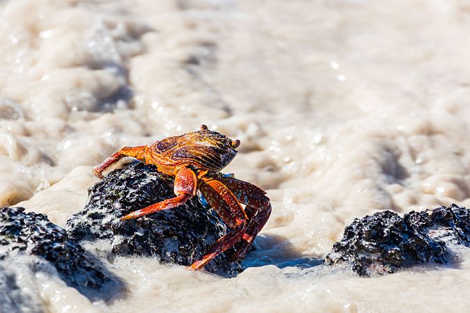 图为红石蟹（学名：Grapsus grapsus）栖息在海边的石头上，该图片摄于科隆群島。